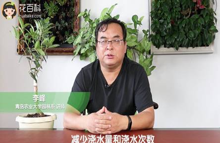 盆栽桂花掉叶子怎么办 有什么补救措施解决方法