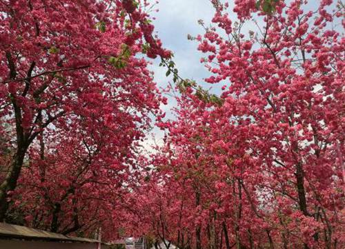 昆明樱花什么时候开 昆明圆通山樱花节时间[图片]